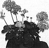 Pelargonium%20x%20hortorum%20%27Pacwu%27