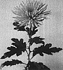 Chrysanthemum%20x%20morifolium%20%27Anastasia%20Bronze%27