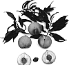 Prunus%20persica%20%27Janet%27