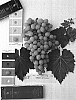 Vitis%20vinifera%20%27Sugratwentyfour%27