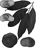 Prunus%20persica%20%27Sauzee%20Queen%27