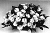 Impatiens%20hawkeri%20%27Tamar%20Lavender%27