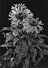 Echinacea%20purpurea%20%27Little%20Giant%27