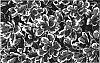Pittosporum%20tobira%20%27CNI%20Three%27