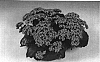 Kalanchoe%20guignardii%20x%20Kalanchoe%20blossfeldiana%20%27Fiveranda%20Pink%27