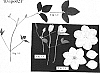 Clematis%20viticella%20%27EVIpo021%27