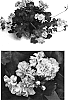 Pelargonium%20peltatum%20%27Free%20Laver%20Two%27