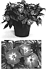 Impatiens%20hawkeri%20%27Visinfdsg%27