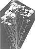 Aster%20hybrida%20%27Esmore%27