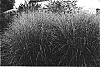 Miscanthus%20sinensis%20%27Mysterious%20Maiden%27