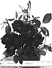 Rosa%20hybrida%20%27PROse%27