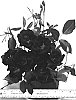 Rosa%20hybrida%20%27PROse%27