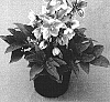 Helleborus%20hybrid%20%27Walhelivor%27