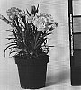 Dianthus%20caryophyllus%20%27CFPC%20Angelica%27
