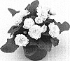 Primula%20acaulis%20%27Kerbelcrem%27