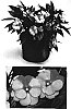 Impatiens%20hawkeri%20%27Visinforfr%27