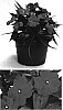 Impatiens%20hawkeri%20%27Visinfchr%27