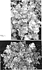 Heuchera%20hybrida%20%27Lime%20Rickey%27