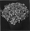 Chrysanthemum%20x%20morifolium%20%27Yosharon%27