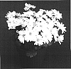 Chrysanthemum%20x%20morifolium%20%27Sweet%20Yojeanette%27