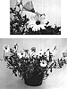 Osteospermum%20ecklonis%20%27Seipepan%27