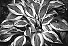Hosta%20hybrida%20%27Hanky%20Panky%27