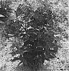 Phlox%20paniculata%20%27Barthirtyone%27