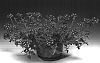 Verbena%20x%20hybrida%20%27Lirosena%27