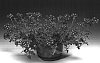 Verbena%20x%20hybrida%20%27Lirosena%27