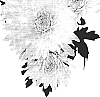 Chrysanthemum%20morifolium%20%27Charumbla%27