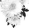 Chrysanthemum%20morifolium%20%27Charumbla%27
