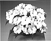 Impatiens%20hawkeri%20%27Fisupnic%20Mapink%27