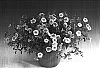Calibrachoa%20sp.%20%27Sunbelpisupu%27