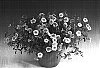 Calibrachoa%20sp.%20%27Sunbelpisupu%27