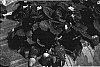 Fragaria%20x%20ananassa%20Duch.%20%27Albion%27