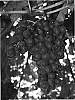 Vitis%20vinifera%20%27Scarlet%20Royal%27