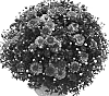 Chrysanthemum%20morifolium%20%27Allegro%20Jazz%27