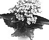 Kalanchoe%20blossfeldiana%20%27Pago%27