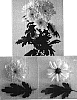 Chysanthemum%20x%20morifolium%20%27Zembla%20Sunny%27