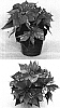 Euphorbia%20pulcherrima%20%27PER6401%27