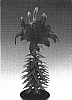 Lilium%20hybrida%20%27Tiny%20Hope%27