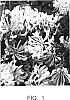 Lonicera%20periclymenum%20%27Scentsation%27