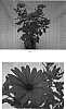 Osteospermum%20hybrida%20%27Balserlav%27