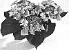 Hydrangea%20hybrida%20%272001%27