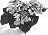 Hydrangea%20hybrida%20%272001%27