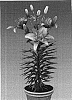 Lilium%20hybrida%20%27Mount%20Duckling%27