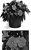 Impatiens%20hawkeri%20%27Visinforan%27