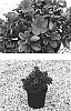 Rhodendron%20hybrid%20%27Roblen%27