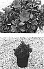 Rhodendron%20hybrid%20%27Roblen%27