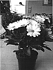 Osteospermum%20ecklonis%20%28DC%29%20T.%20Norl.%20%27Sunny%20Henry%27